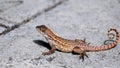 Curly-tailed Lizard