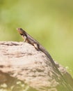 Curly-tailed Lizard