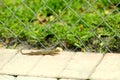 Curly-tailed lizard, Florida Royalty Free Stock Photo