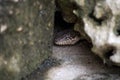 Curly-tailed Lizard Leiocephalus carinatus armouri Hiding Under Two Rocks