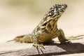 Curly tailed lizard Leiocephalus carinatus