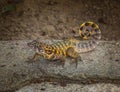 Curly-tailed Lizard Leiocephalus carinatus