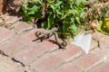 Curly-tailed lizard Leiocephalus in Trinidad, Cu