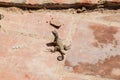 Curly-tailed lizard Leiocephalus in Trinidad, Cu