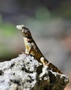 Curly tailed lizard.