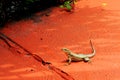 Curly-tailed Lizard Royalty Free Stock Photo