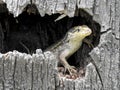 A curly Tailed Lizard peeks out from its hiding spot