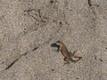 Curly Tailed Lizard in the Sand Royalty Free Stock Photo