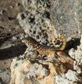 Curly Tailed Lizard