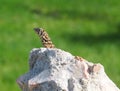 Curly Tailed Lizard