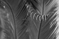 Curly tips of a Sego Palm frond Royalty Free Stock Photo