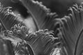 Curly tips of a Sego Palm frond