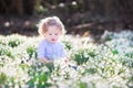Curly toddler girl playing with first spring flowers
