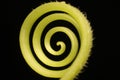 Curly vine of a climber making concentric spiral pattern; looks like Dreamstime logo