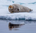 Curly whiskers of bearded seal of the Arctic.