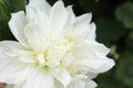 Close up White  Dahlia Flower Royalty Free Stock Photo