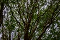 Curly willow in the bright green of young leaves with budding buds Royalty Free Stock Photo