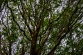 Curly willow in the bright green of young leaves with budding buds Royalty Free Stock Photo