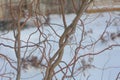 Curly willow Matsuda in winter. Twisted spiral twigs in cold. Selective focus, blur