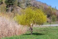Curly willow with young foliage against the reed and hillside Royalty Free Stock Photo