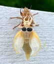 Curly Wing Cicada