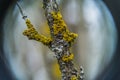 Curly and yellow lichen Royalty Free Stock Photo