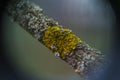 Curly and yellow lichen Royalty Free Stock Photo