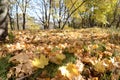 Curly yellow maple leaves on grass in autumn forest, abstract background Royalty Free Stock Photo