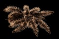 Curlyhair Tarantula Brachypelma albopilosum Royalty Free Stock Photo
