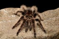 Curlyhair Tarantula Brachypelma albopilosum Royalty Free Stock Photo