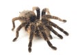 Curlyhair Tarantula Brachypelma albopilosum Isolated on white