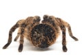 Curlyhair Tarantula Brachypelma albopilosum Isolated on white