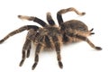 Curlyhair Tarantula Brachypelma albopilosum Isolated on white