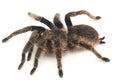 Curlyhair Tarantula Brachypelma albopilosum Isolated on white