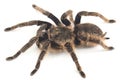 Curlyhair Tarantula Brachypelma albopilosum Isolated on white