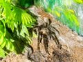 Curlyhair tarantula on the ground Royalty Free Stock Photo