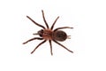 Curlyhair tarantula overhead view Royalty Free Stock Photo