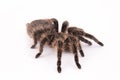 Curlyhair tarantula spider Royalty Free Stock Photo