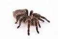 Curlyhair tarantula spider