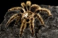 Curlyhair tarantula (Tliltocatl albopilosus) Royalty Free Stock Photo