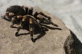 Curlyhair tarantula on rock Royalty Free Stock Photo