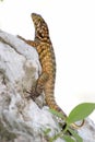 Curlytail Lizard Royalty Free Stock Photo
