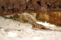 Curlytail Lizard