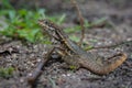 Curlytail Lizard on the ground Royalty Free Stock Photo