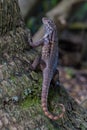 Curlytail Lizard in a tree Royalty Free Stock Photo