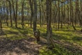 The Curonian Spit Dancing forest Royalty Free Stock Photo