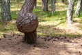 Curonian spit. Dancing pines. Tilted, curved and twisted pine trunks. Dancing forest local landmark