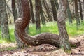 Curonian spit. Dancing pines. Tilted, curved and twisted pine trunks. Dancing forest local landmark located on dune