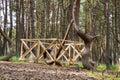 Curonian spit. Dancing pines. Tilted, curved and twisted pine trunks. Dancing forest local landmark