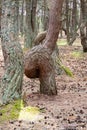 Curonian spit. Dancing pines. Tilted, curved and twisted pine trunks. Dancing forest local landmark